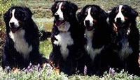 Bernese are as beautiful as they are friendly.